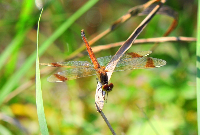 Sympetrum pedemontanum